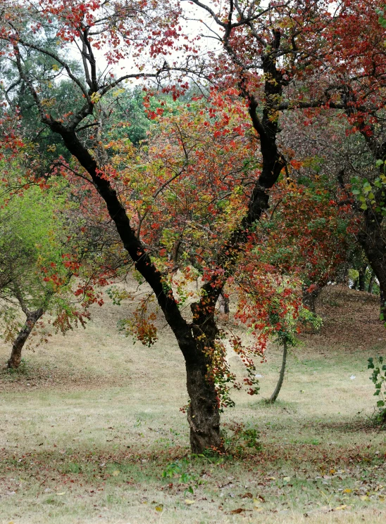 red and yellow leaves are on the trees