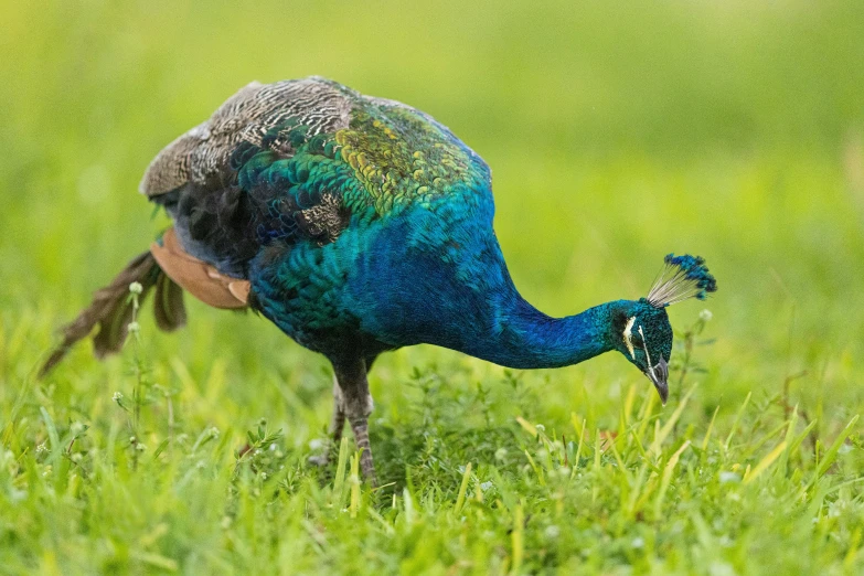 blue and green bird walking on grass looking for food