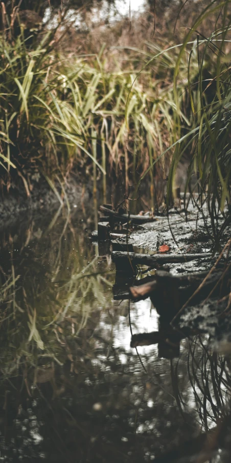 a very long wooden pier in the middle of a pond