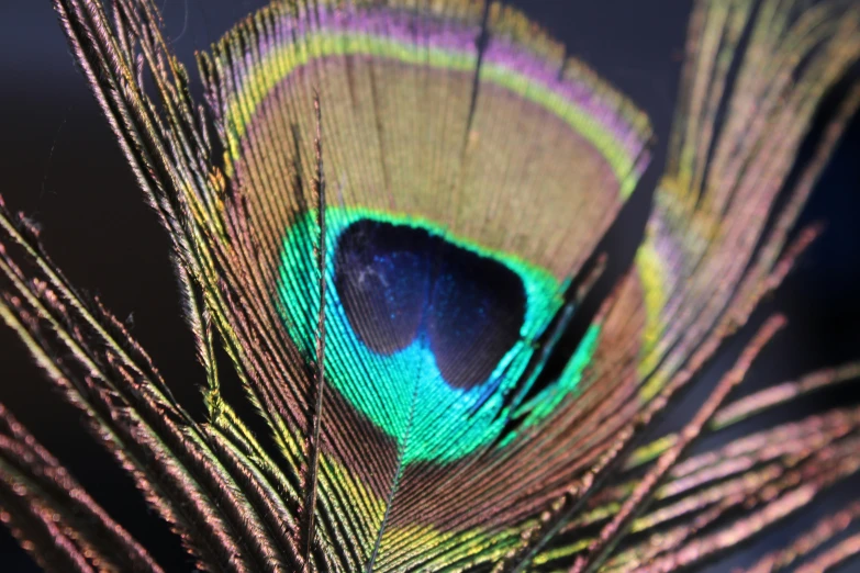 the feathers are brightly colored in color