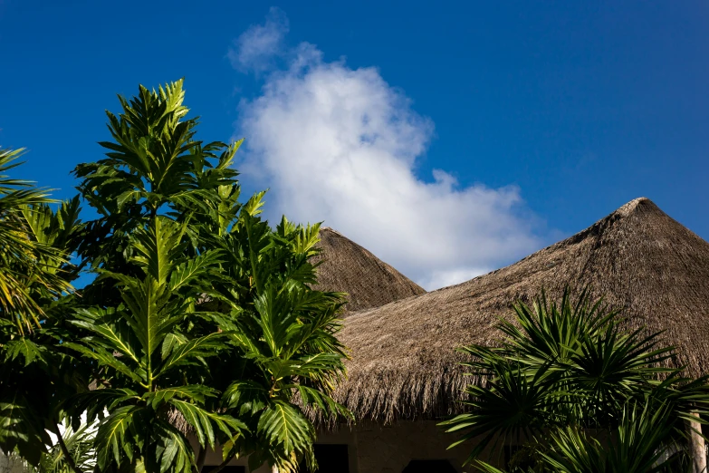 a home with palm trees and thatched roof