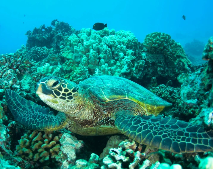 a green turtle swimming on a coral reef