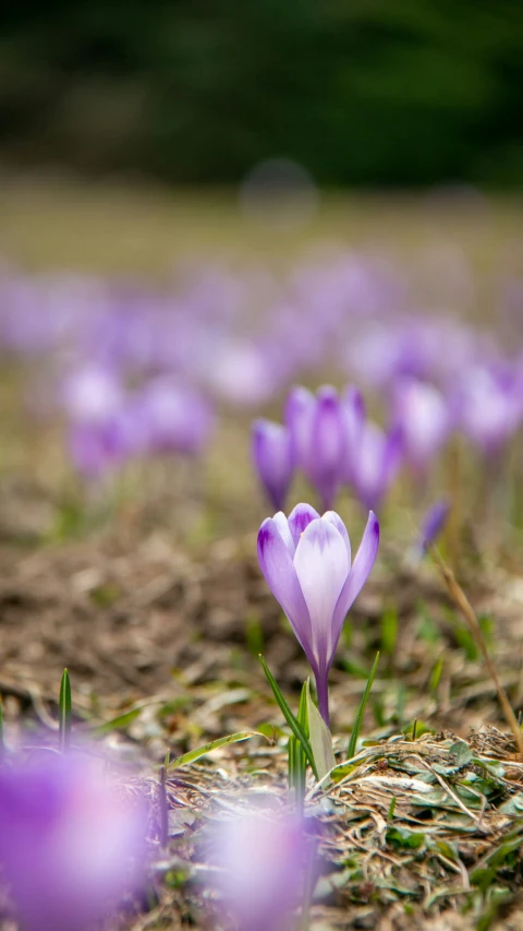 a close up of purple flowers in a field