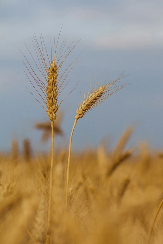 a view of a wheatfield during the day