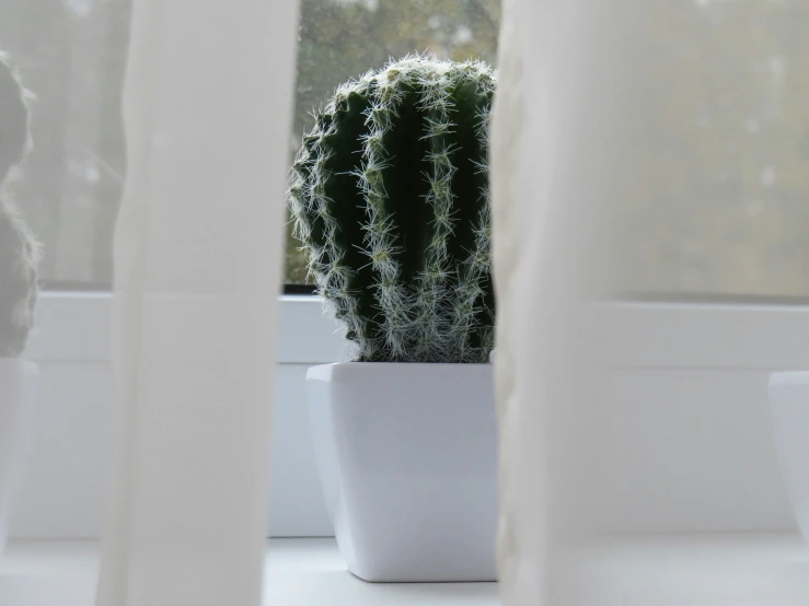 a cactus is next to a window with white curtains