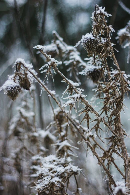 an outdoor area with snow on nches and frozen grass