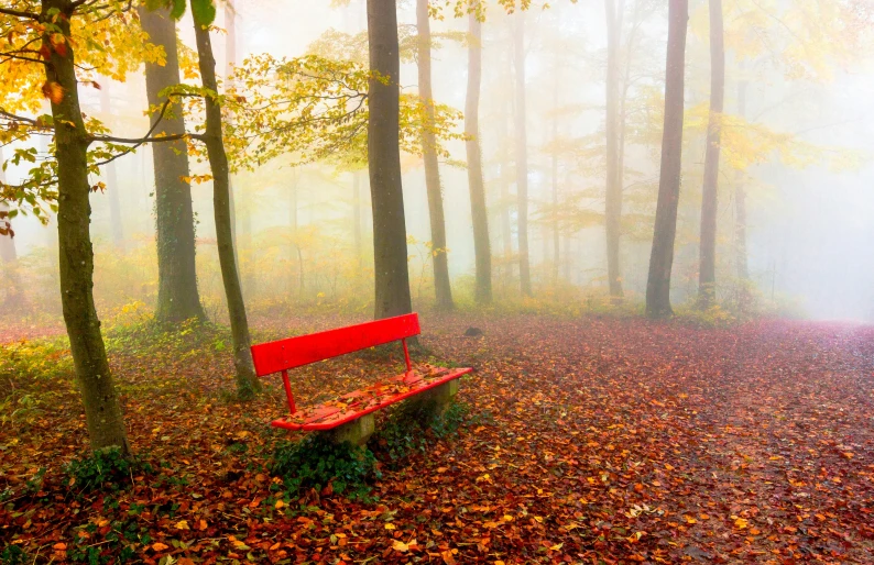 a red bench in the middle of an autumn forest