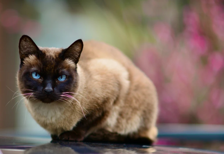 a brown and blue cat sitting on the hood of a car