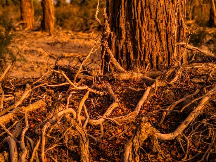 the roots of a tree appear to grow on land