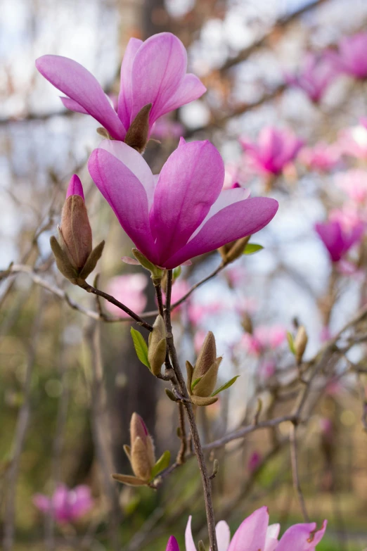 there is a flower in the foreground and blurry trees in the background