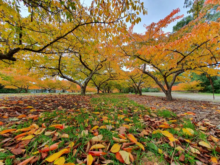 autumn leaves cover the ground near some trees