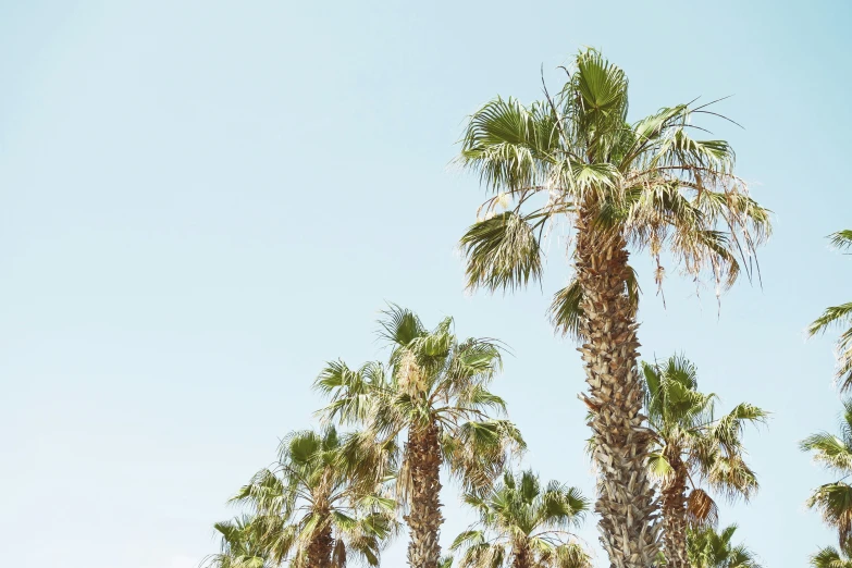 large palm trees next to a parking meter