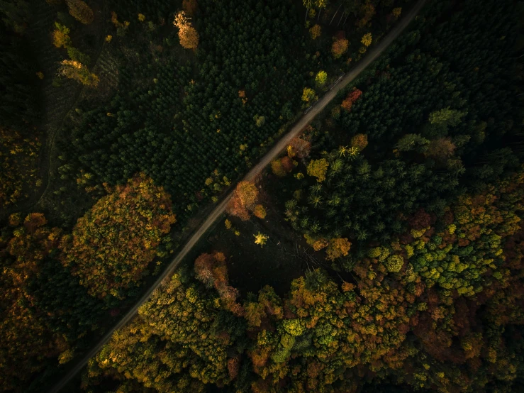 a road surrounded by trees and green forest