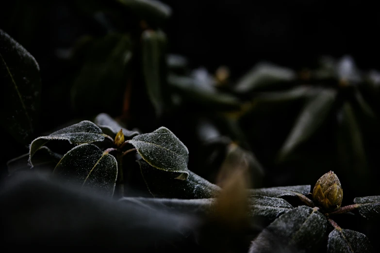 leaves on the ground with a lot of dark background