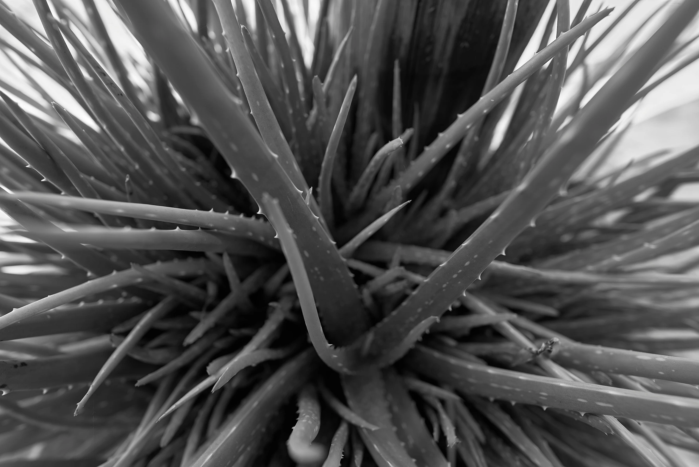 the center of a plant with lots of small green stems