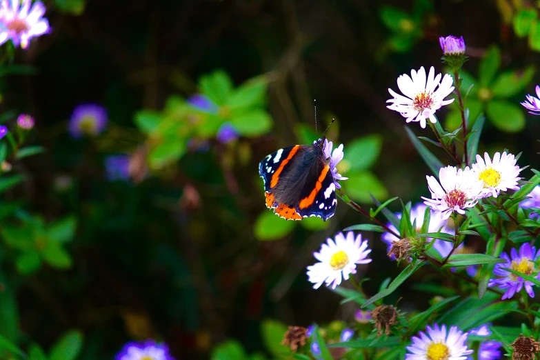 a colorful erfly rests on the top of some flowers