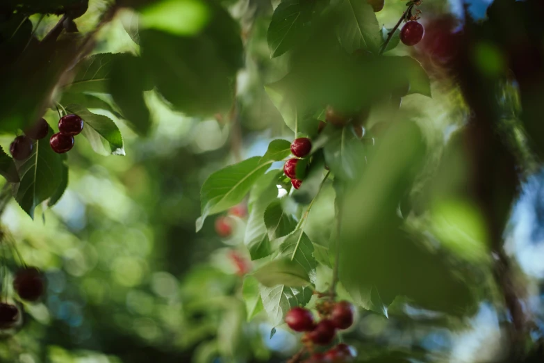 small berries are on the tree with green leaves