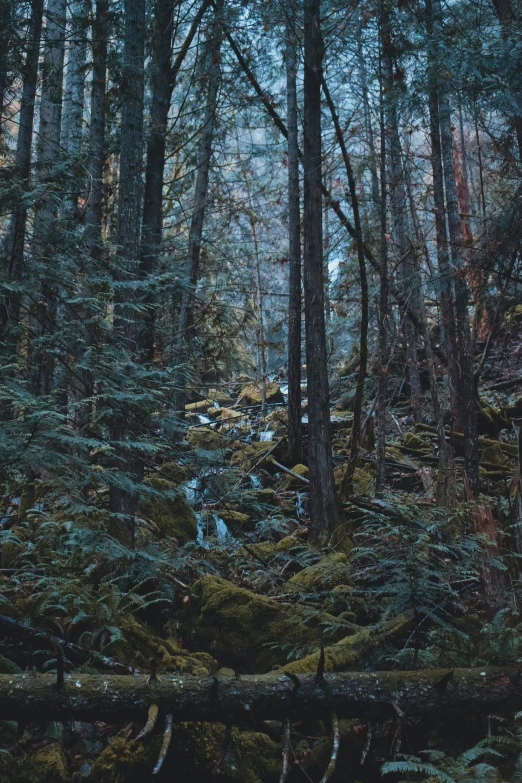 a dense forest of trees with very thin trunks