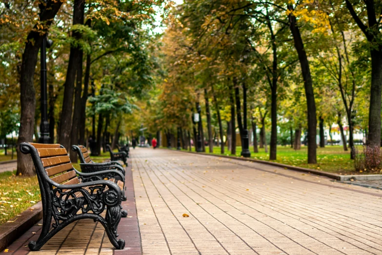 empty park benches sit along the sidewalk lined by trees