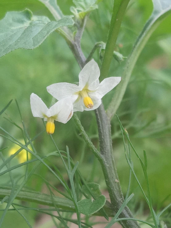 close up view of a flower with green background