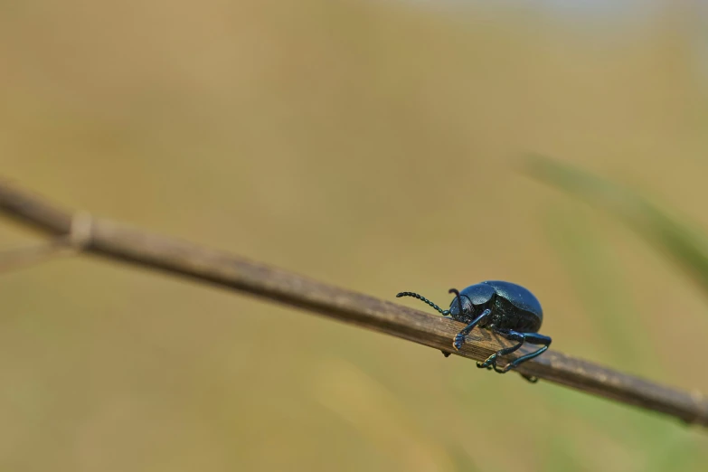 a blue bug sitting on top of a leaf