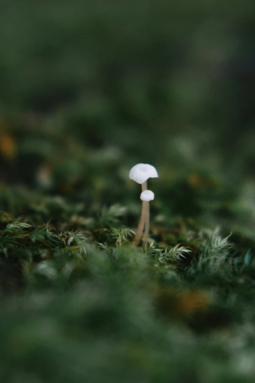 three mushrooms are in the grass next to each other