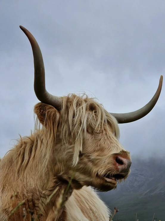 a long horned cattle looks to the right at an overlook