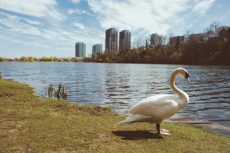 a swan stands next to the waters edge and the water