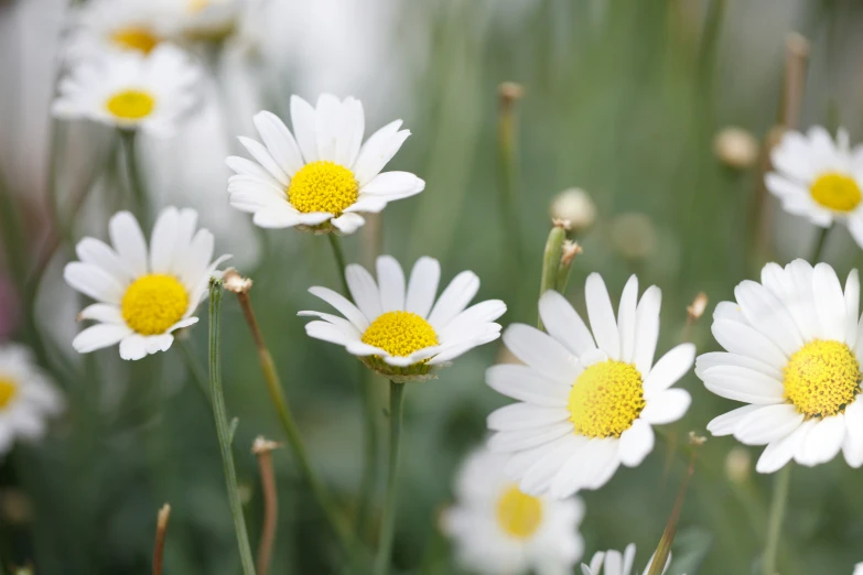 a bunch of white flowers blooming together in a field