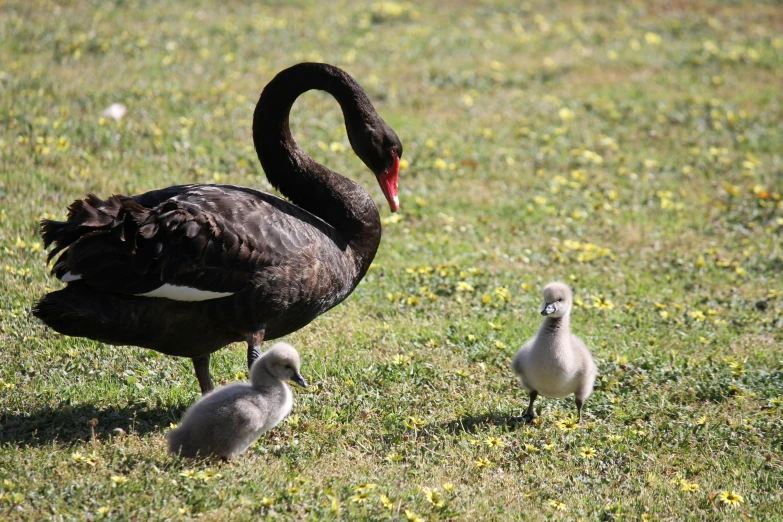 an adult swan and a baby swan are walking in the grass