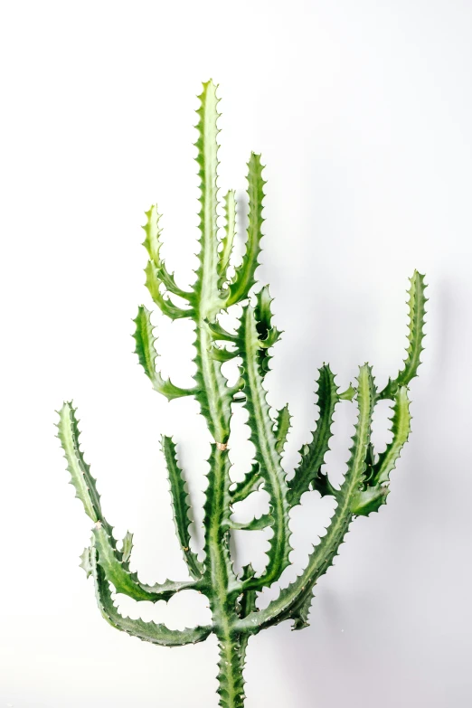 a large green cactus plant with green leaves