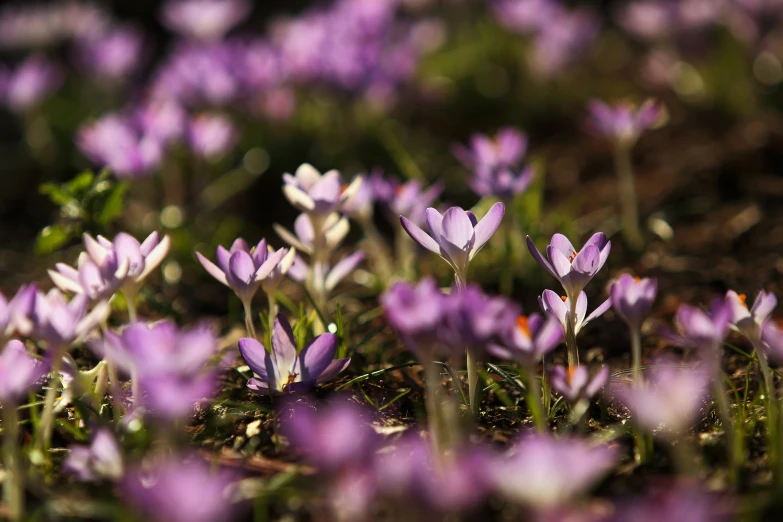 this is the first spring flower in a garden