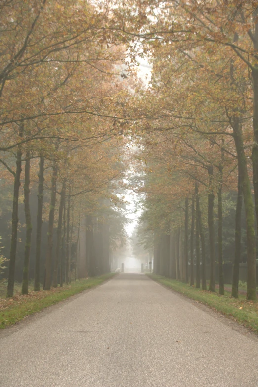 an empty road with trees along both sides of it