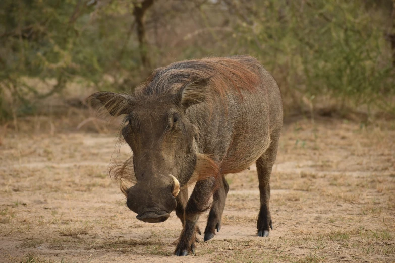 an old brown bull is looking down at the grass