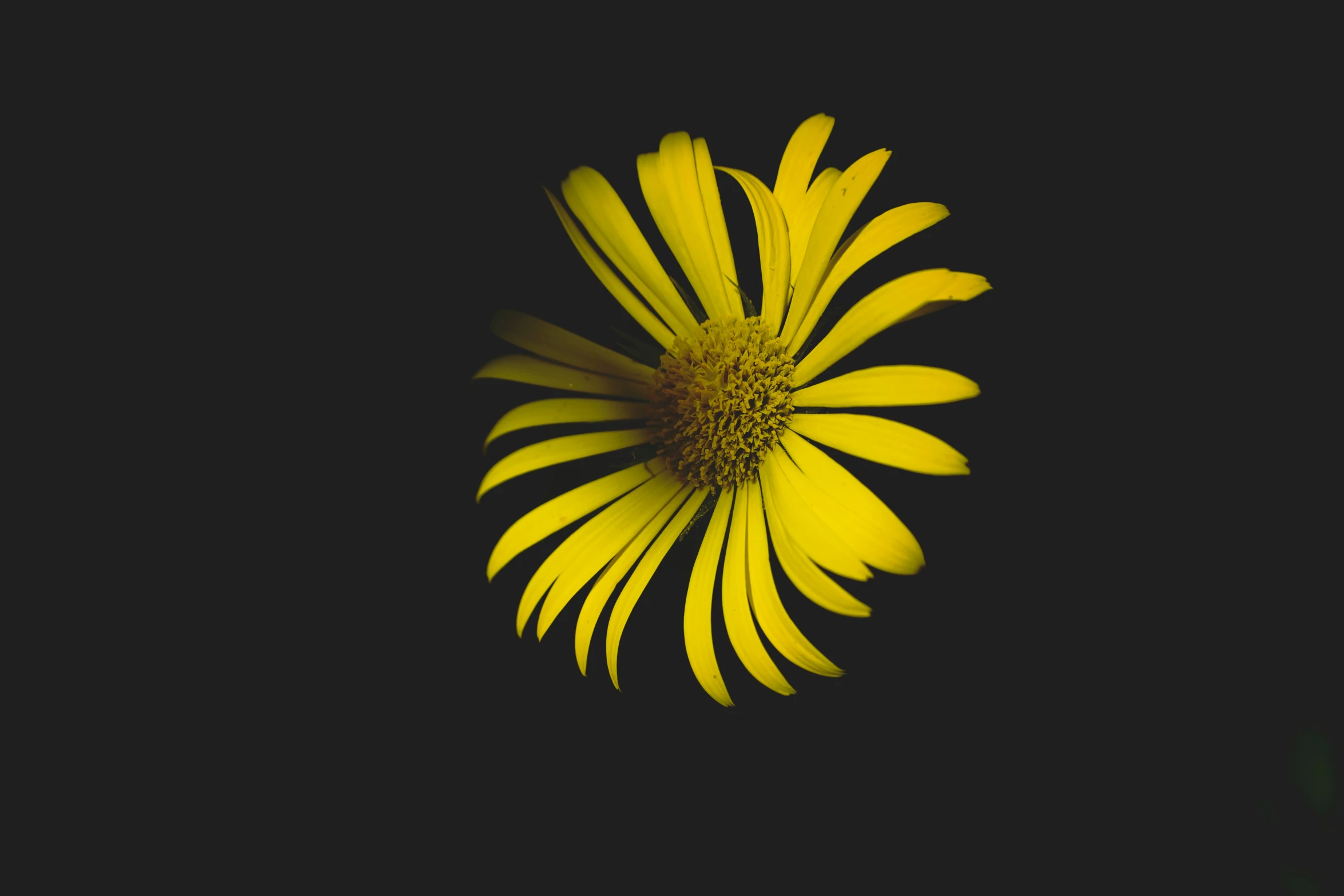 a bright yellow flower is lit in the dark