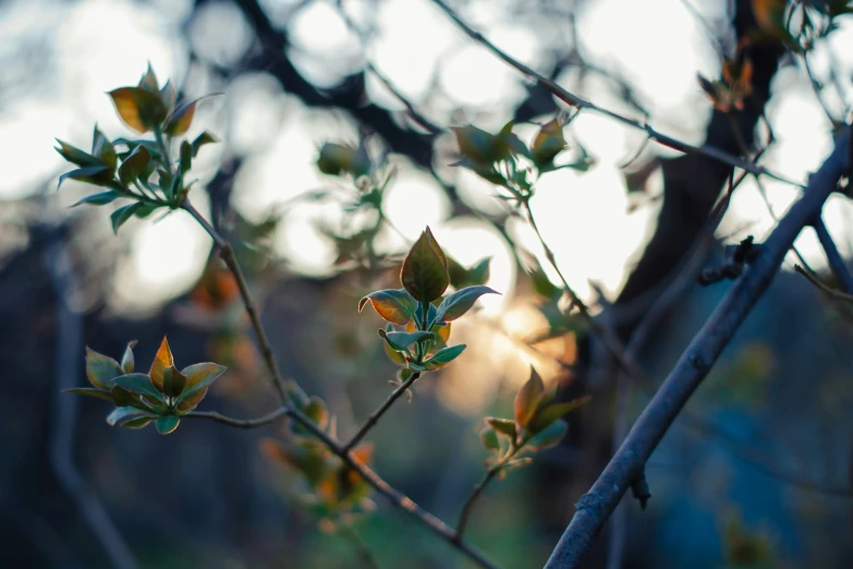 the tree has green leaves and is ready to blossom