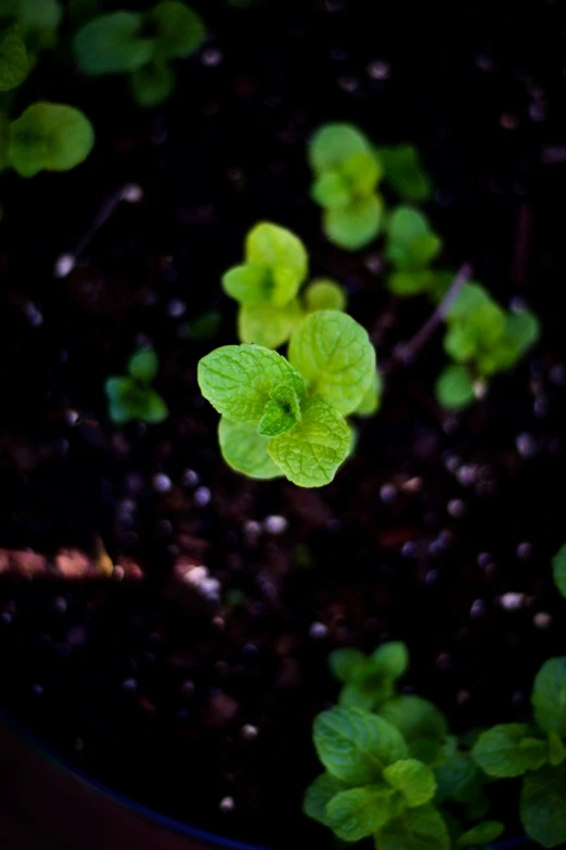 the small plants are growing in the soil