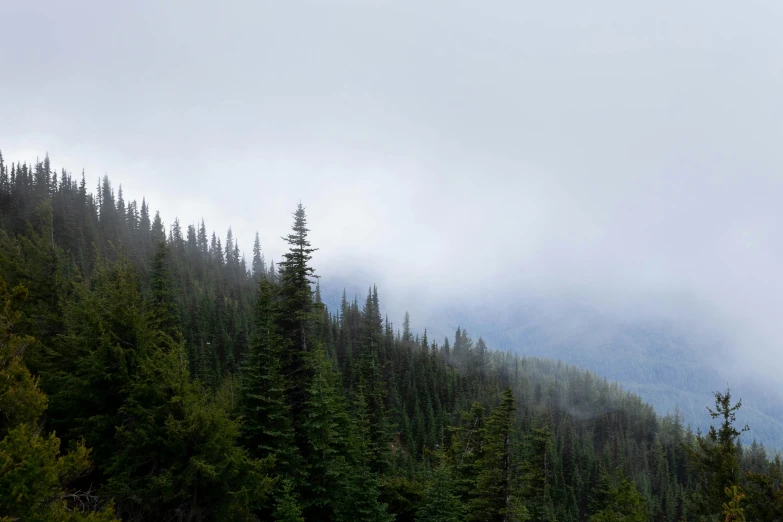 some trees are on the side of a mountain