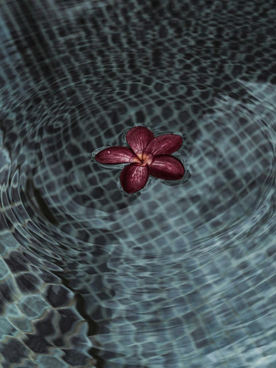 a flower floating in the water and an opticalally distorted background