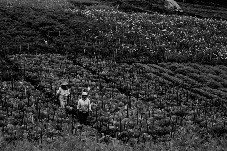 people in a field with a small house in the background