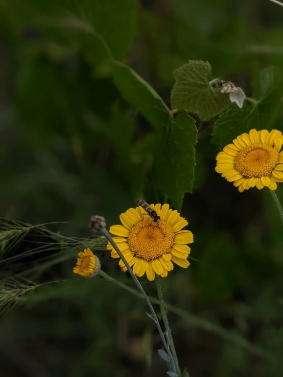 two yellow flowers in a field with green leaves