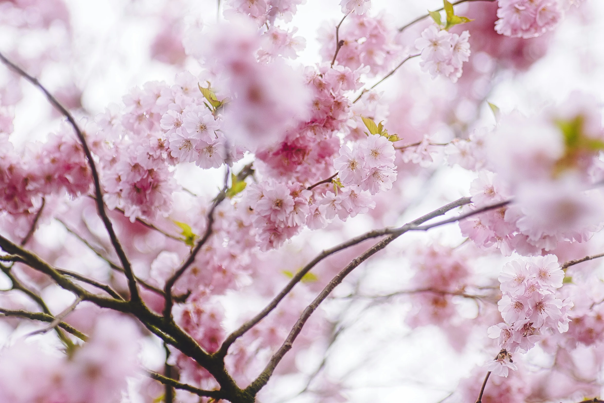 nches with pink flowers blooming and on the tops of them