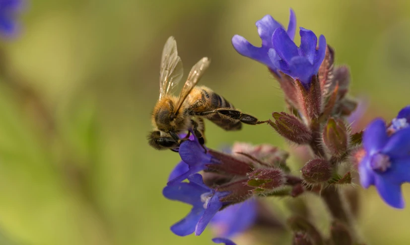 a bee flying off of a purple flower