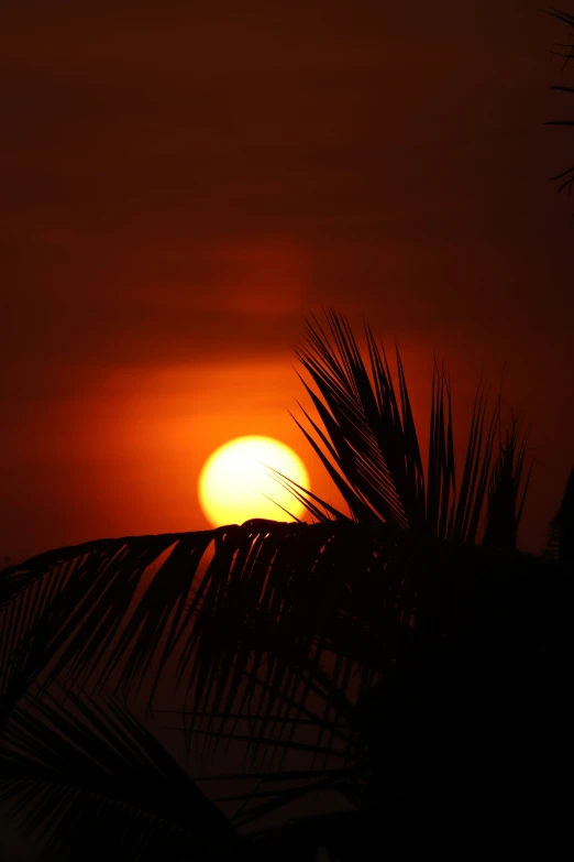 a sunset view from the back of a tree