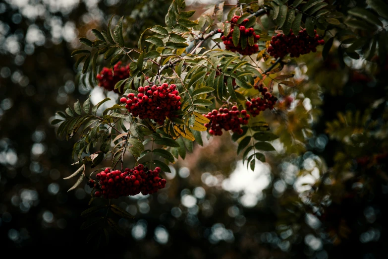 the nches of a tree have red berries