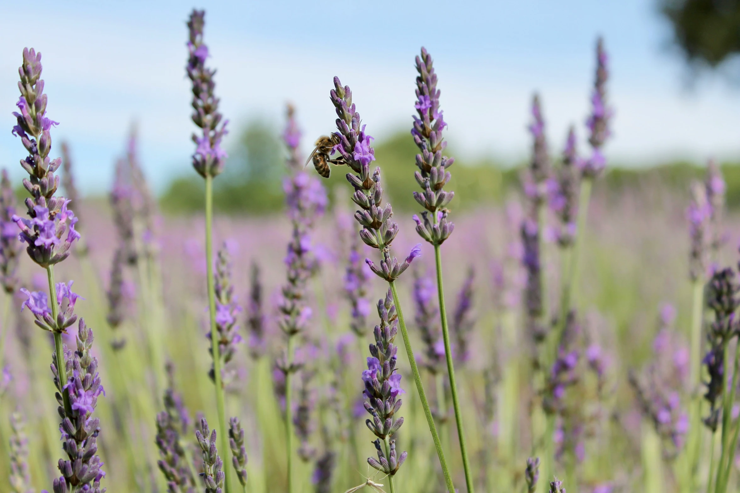 a field of lavender flowers that is near grass