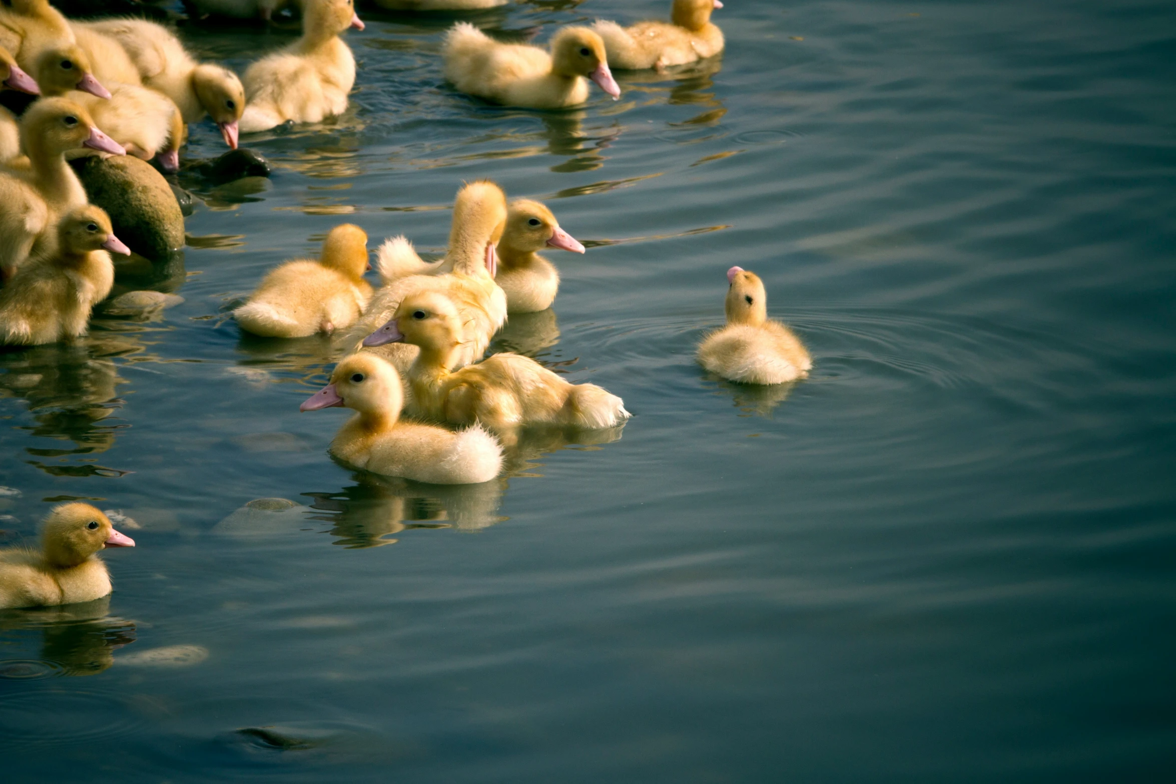 several ducks swim in a lake near one another