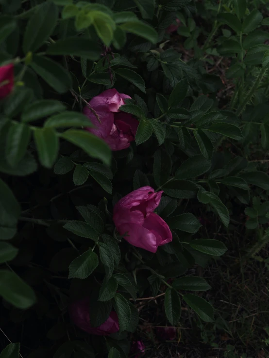 the pink flowers are blooming on the plant