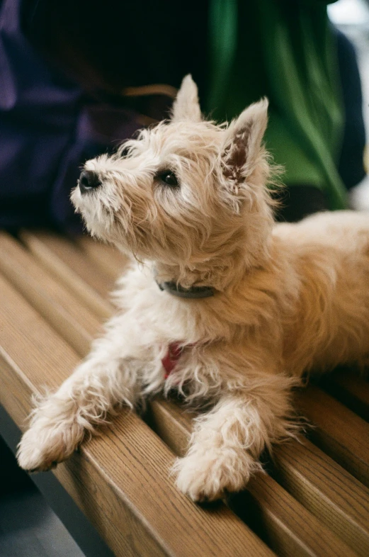 dog laying on the bench, looking up with interest