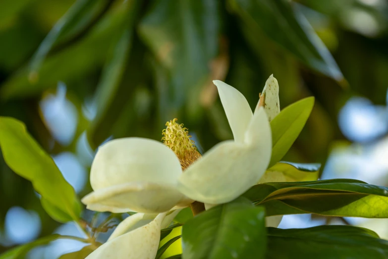 a tree with white flower blooms in the foreground